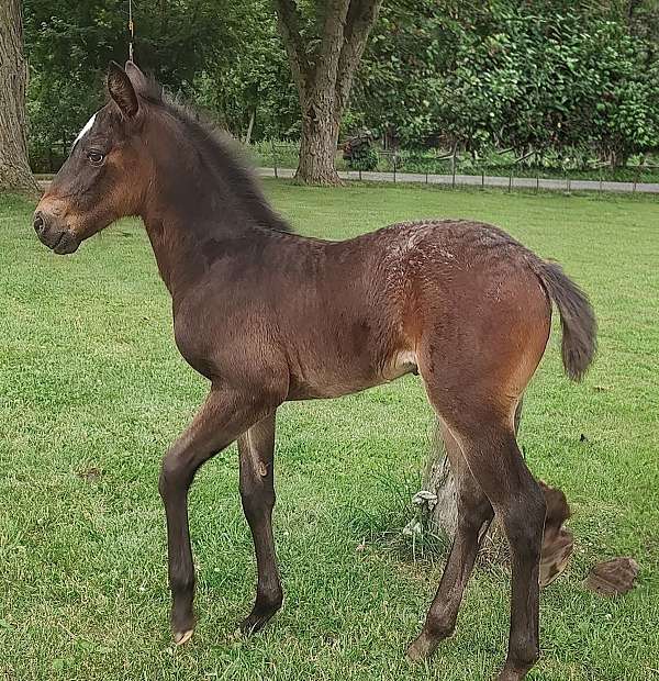 appaloosa-filly