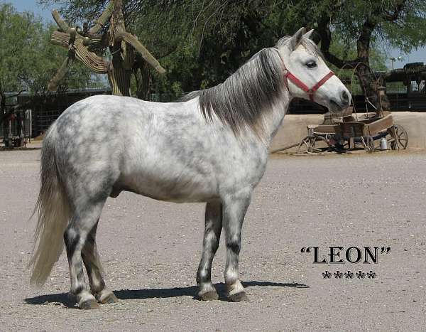 dapple-gray-miniature-horse