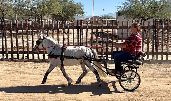 very-gentle-miniature-horse