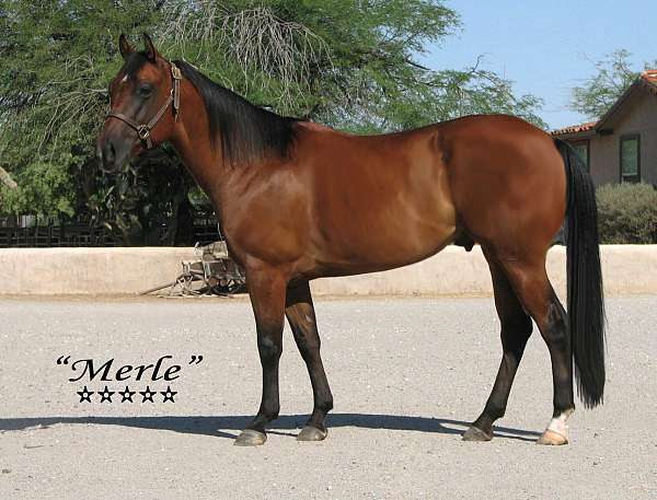 qtr-gelding