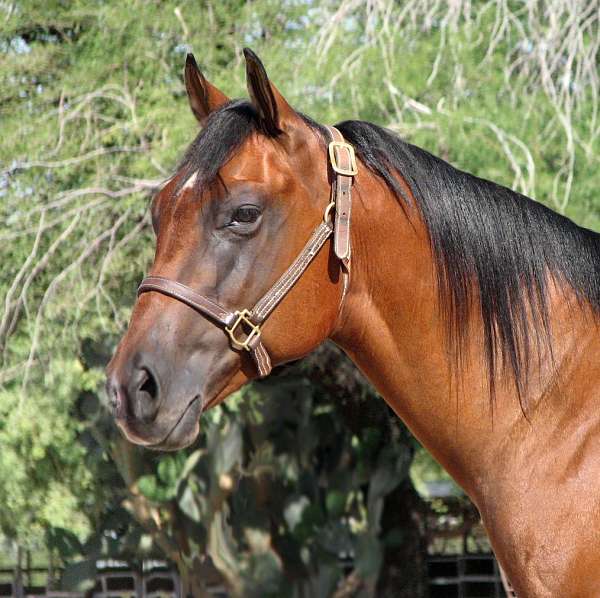 all-around-quarter-horse