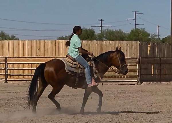bay-quarter-horse