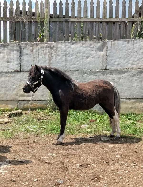 9-hand-pony-filly