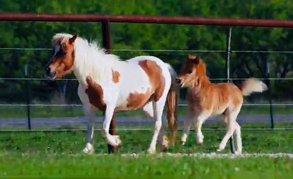 adorable-miniature-horse
