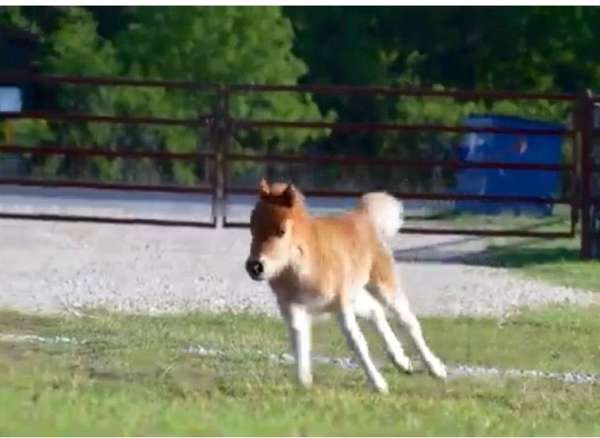 beginner-miniature-horse