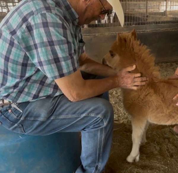 beginner-safe-miniature-horse