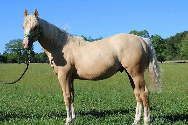 all-around-quarter-horse