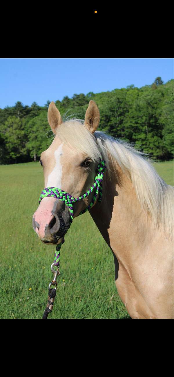 athletic-quarter-horse