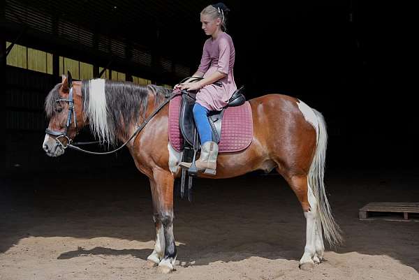 quarter-pony-gelding