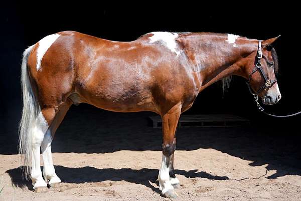 quarter-pony-for-sale