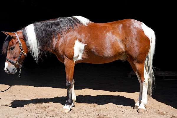 quarter-pony