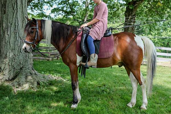 gelding