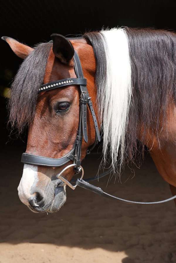 cross-pony