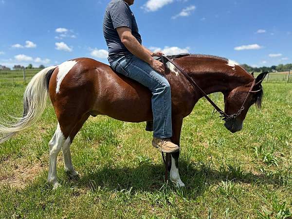 lesson-pony