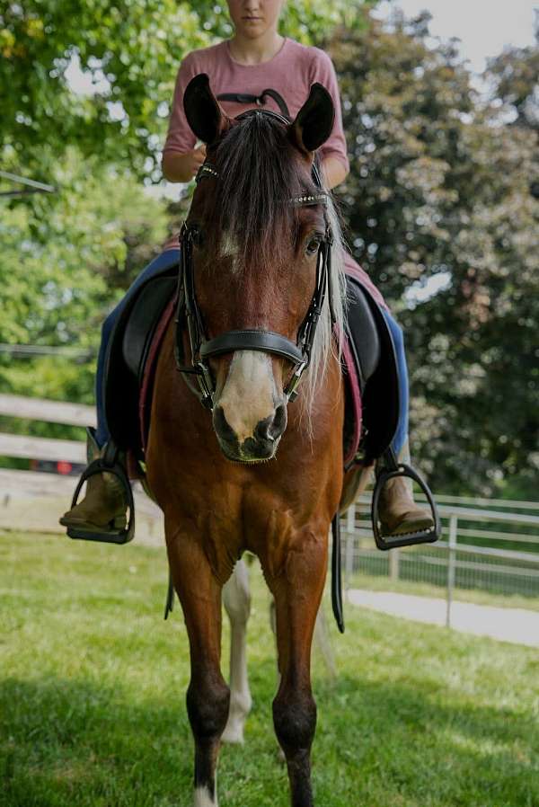 trail-pony
