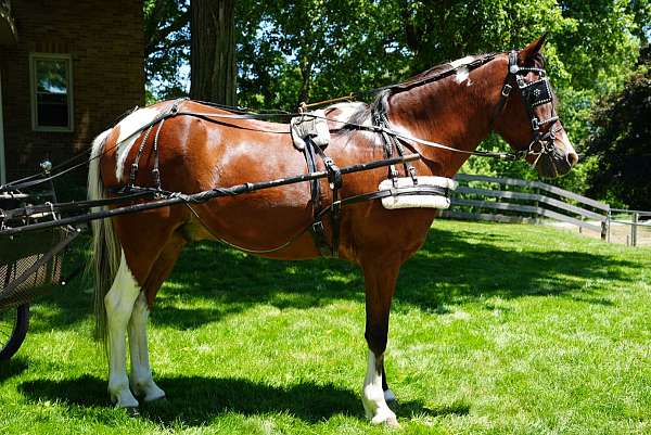 beautiful-bay-pony