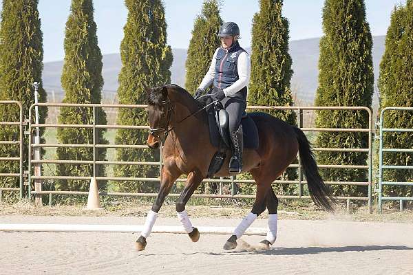 aa-friendly-oldenburg-horse