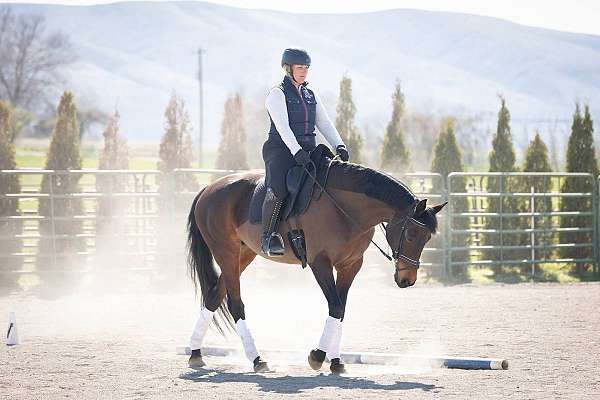 jr-friendly-horse
