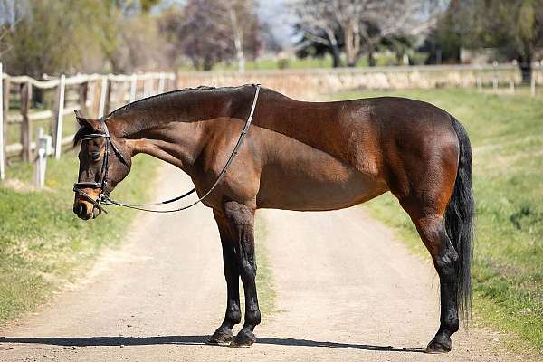 jr-friendly-oldenburg-horse
