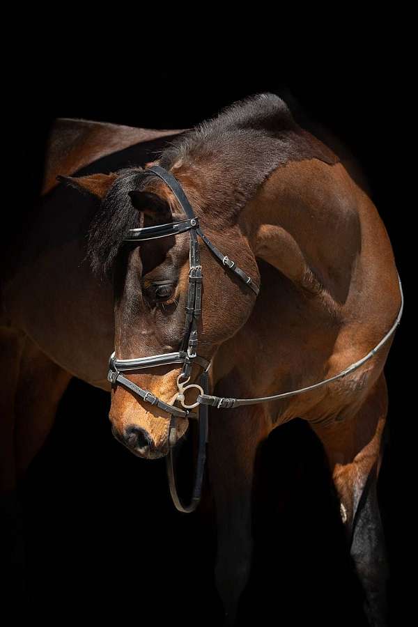 working-equitation-oldenburg-horse