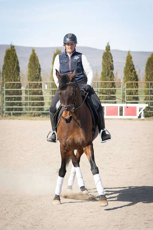 2nd-level-oldenburg-horse