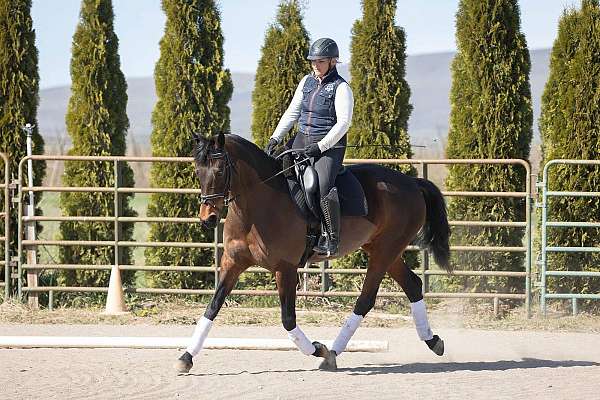 aa-friendly-mare