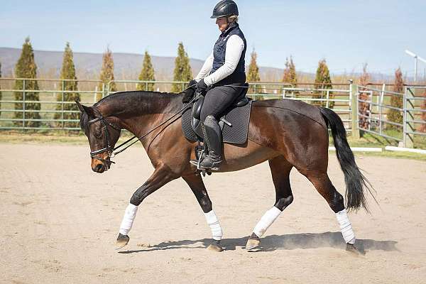 dressage-oldenburg-horse