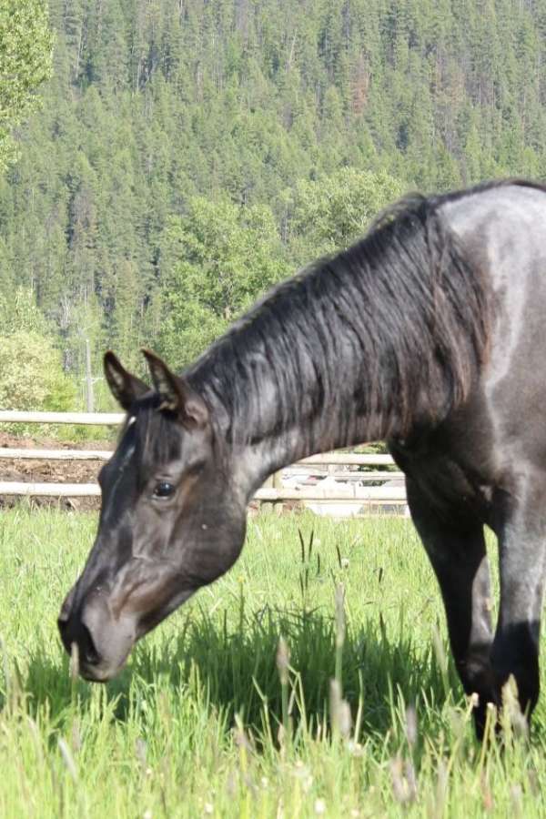 beautiful-filly-azteca-horse