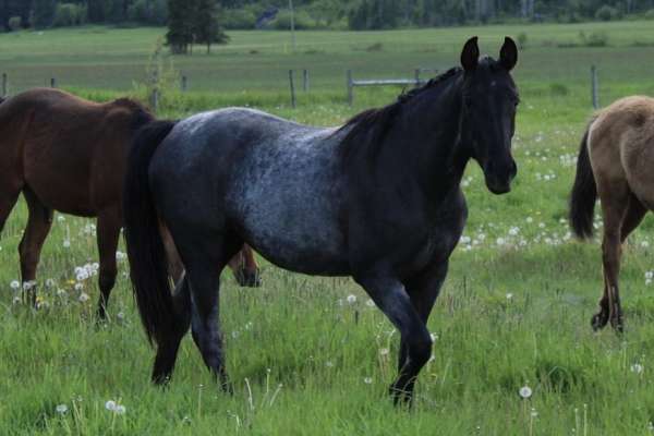blue-azteca-horse