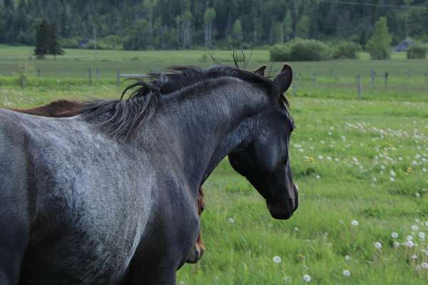 chick-azteca-horse