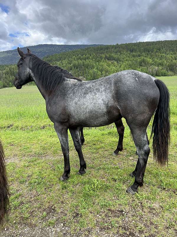 dam-azteca-horse