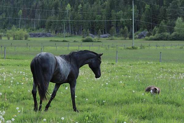 dead-broke-azteca-horse