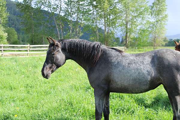 easy-azteca-horse