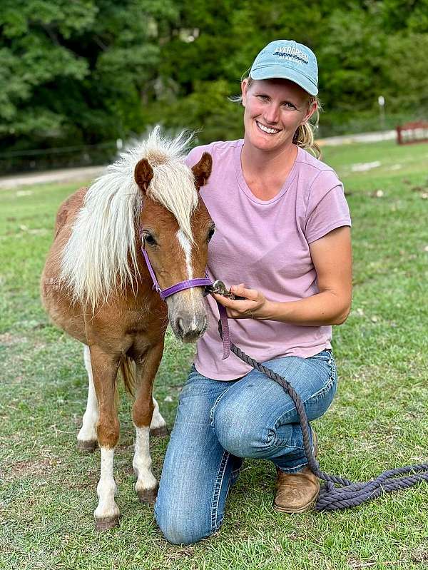 palomino-white-palomino-filly-mare