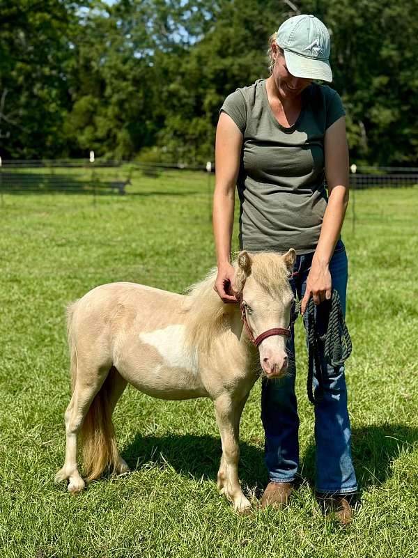blue-eyed-miniature-horse