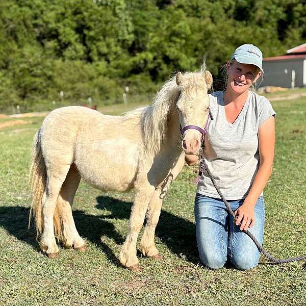 fly-miniature-horse