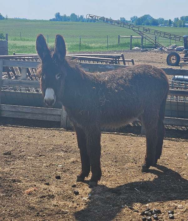 donkey-foal