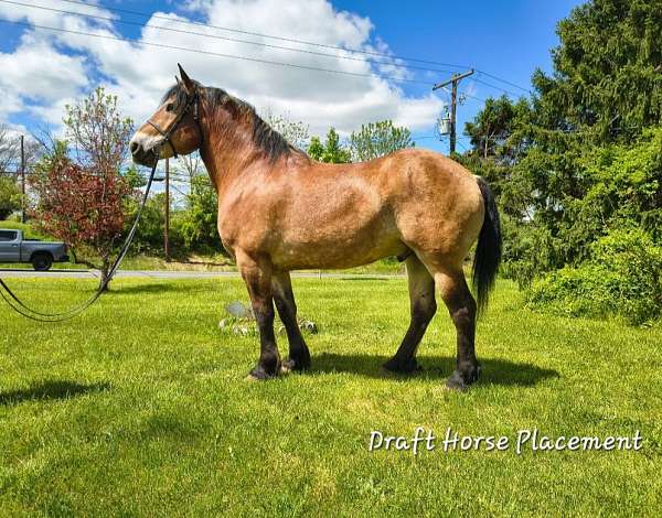 beginnersafe-draft-horse
