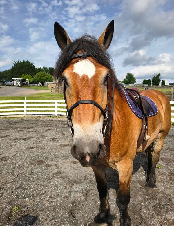 foxhunt-draft-horse