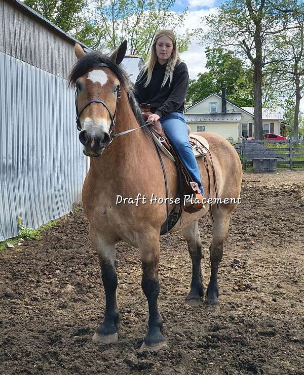 versatile-draft-horse