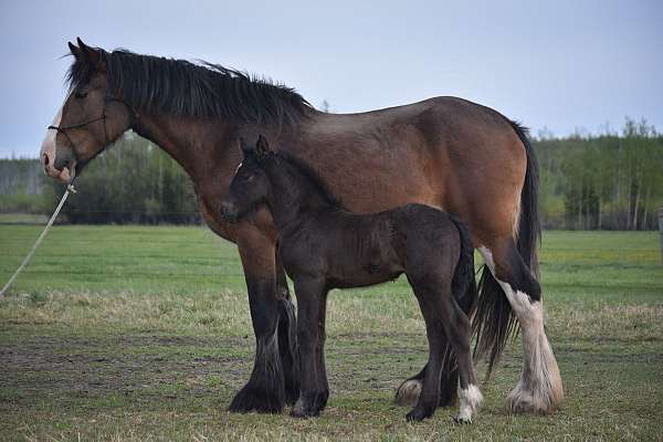 friesian-clydesdale-horse