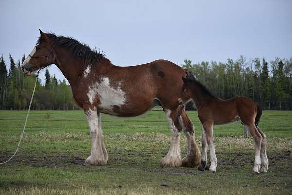 friesdale-clydesdale-horse