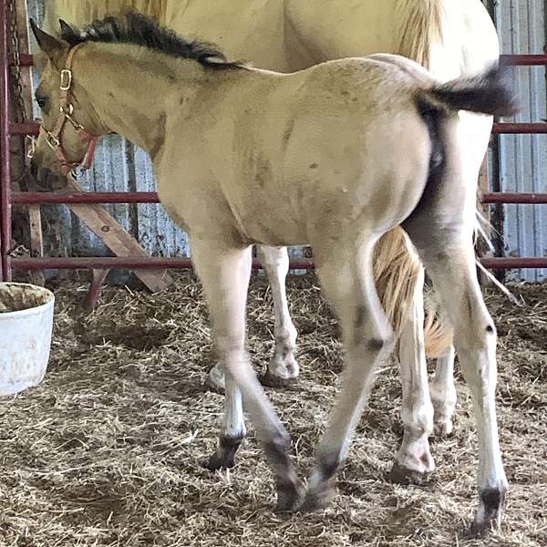 money-arabian-horse