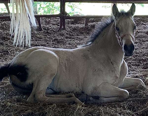 payment-plans-arabian-horse