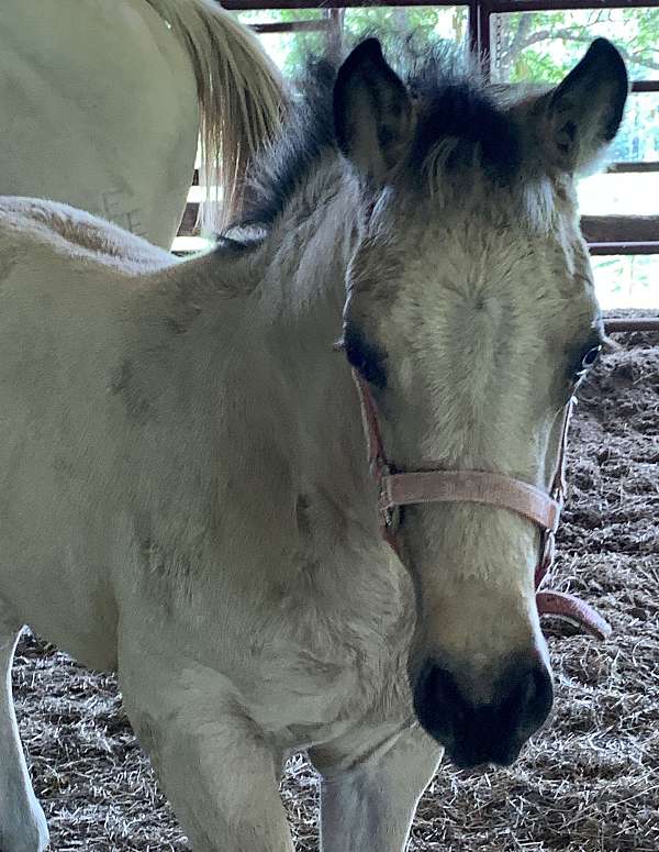 half-arab-horse