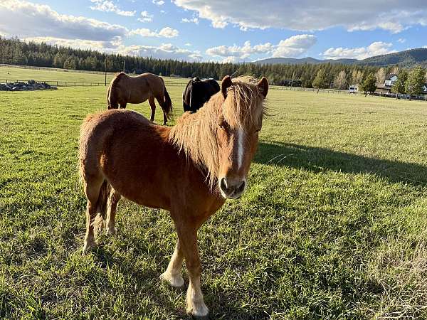 picks-up-all-four-feet-pony