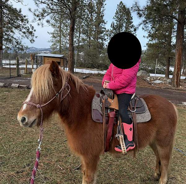 ranchy-gelding