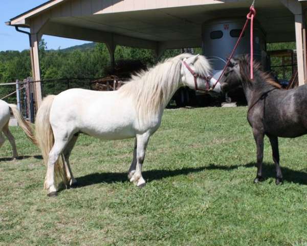 beginner-miniature-horse