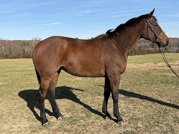 affordable-thoroughbred-pony