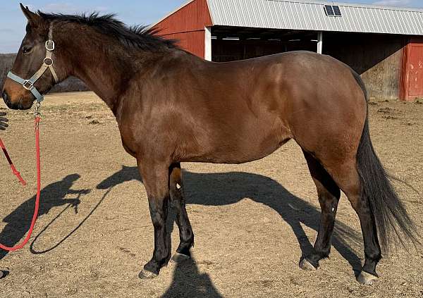attention-thoroughbred-pony